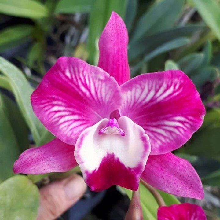 Cattleya Cosmic Delite