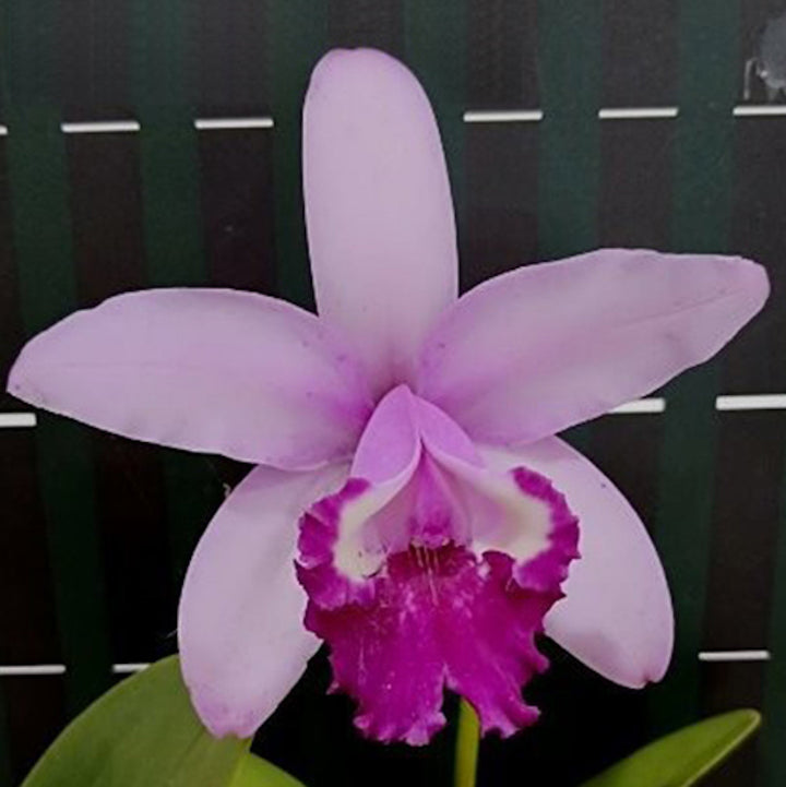 Orhidee Cattleya intermedia var. orlata 'Rio'