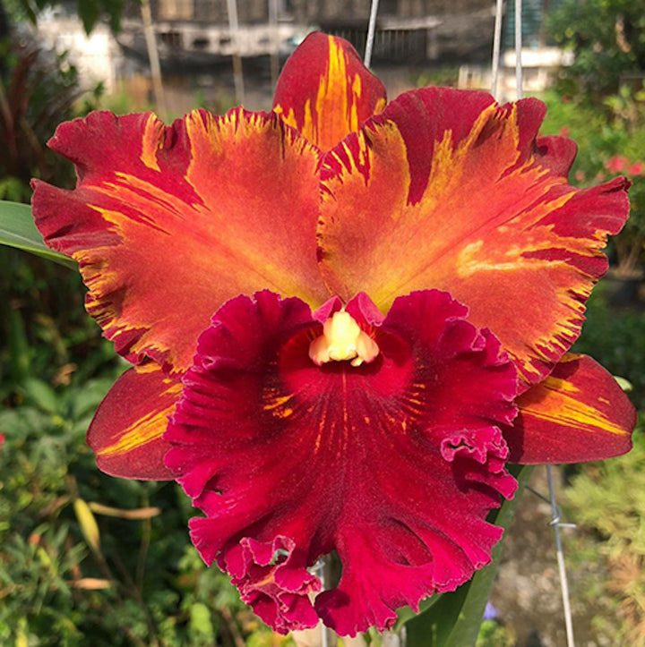 Rlc. Hey Song 'Flame dance'