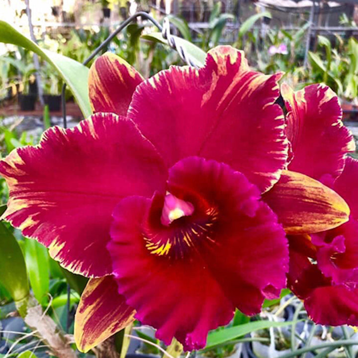 Rlc. Hey Song 'Flame dance'