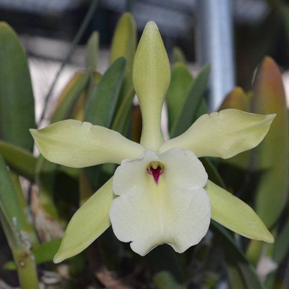 Brassavola (Rlc) glauca × sib