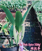 Orhidee Lc. Pink Spice Kitty