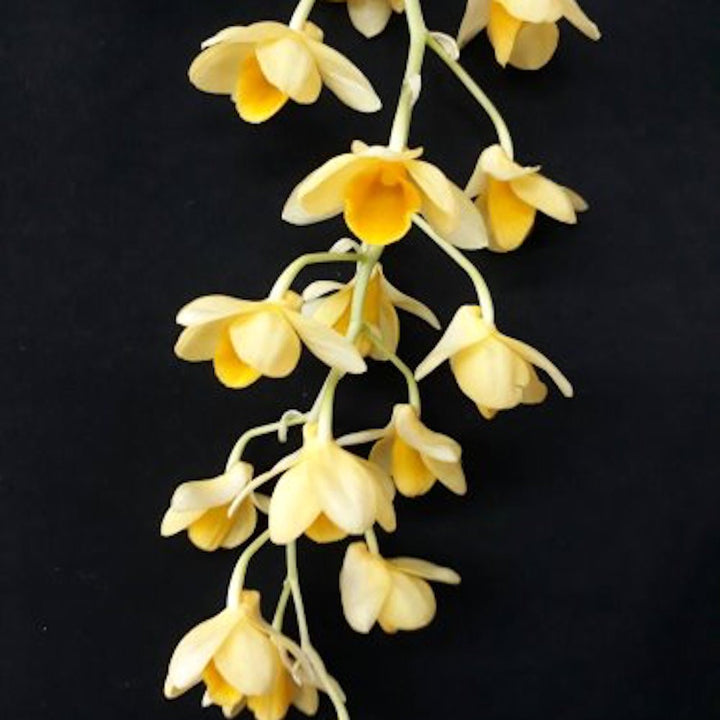 Dendrobium densiflorum × Dendrobium griffithiana