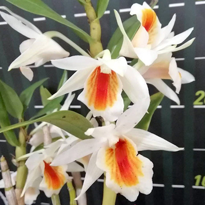 Dendrobium Dawn Maree