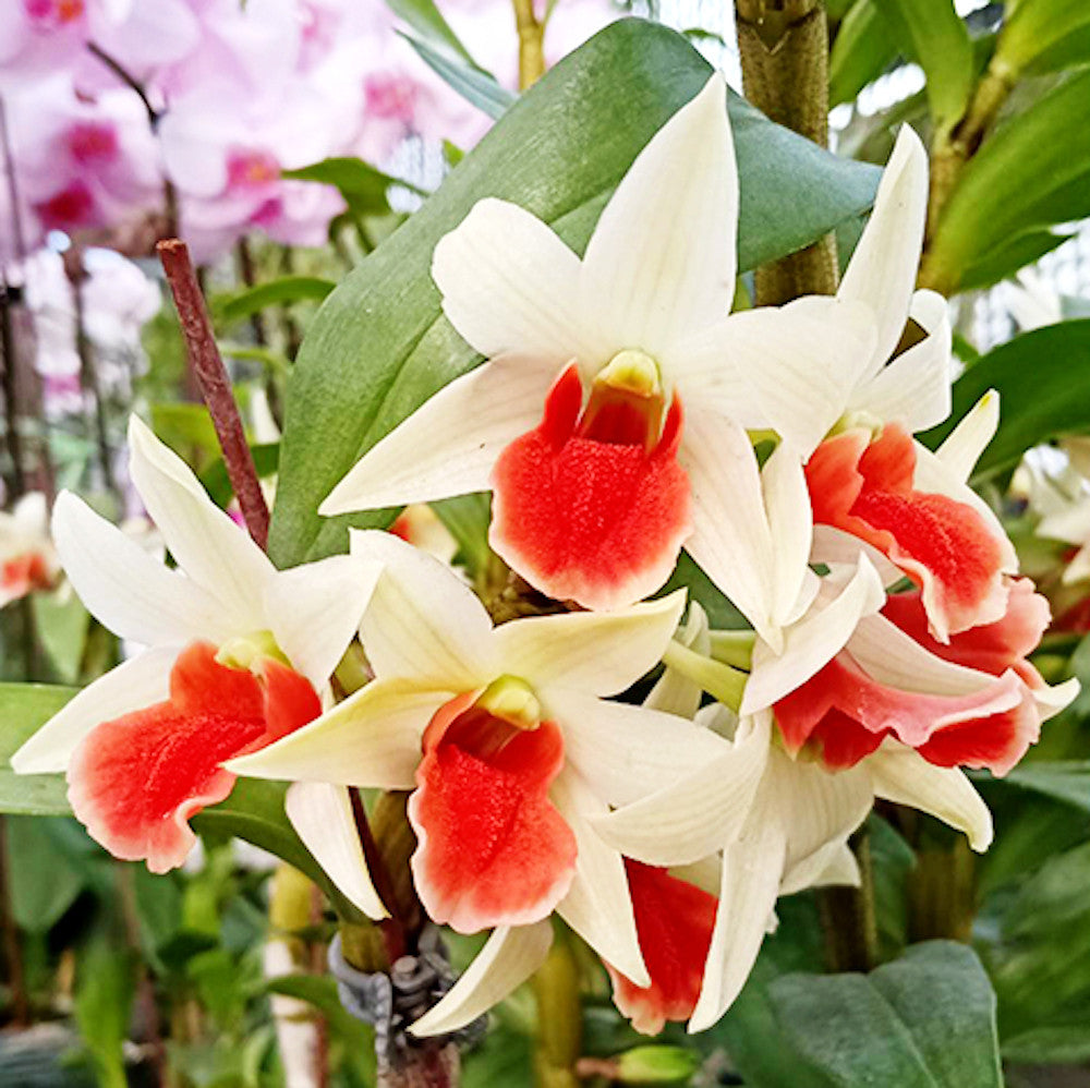 Orhidee Dendrobium Frosty Dawn Red Lip