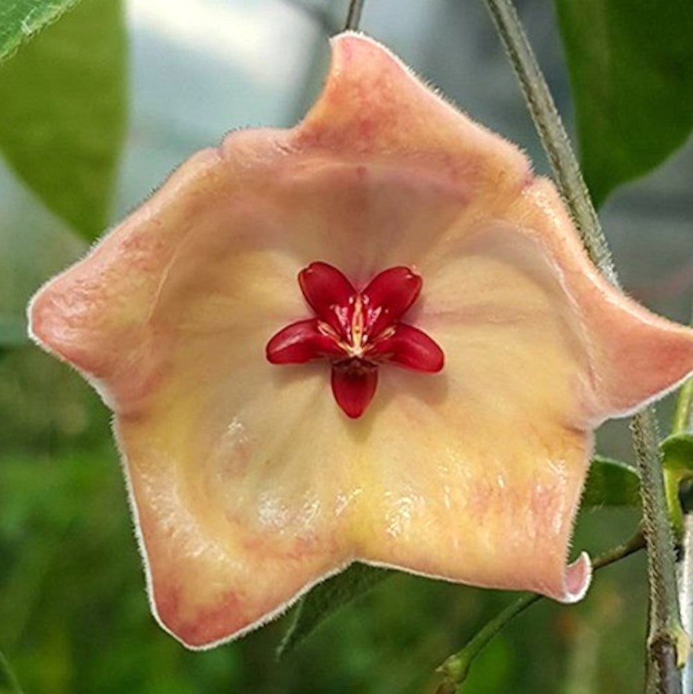Hoya patella - flori parfumate