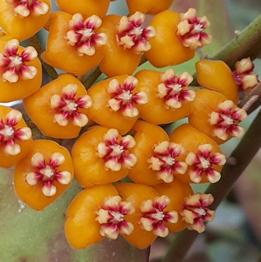 Hoya waymaniae - flori parfumate