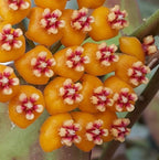 Hoya waymaniae - flori parfumate