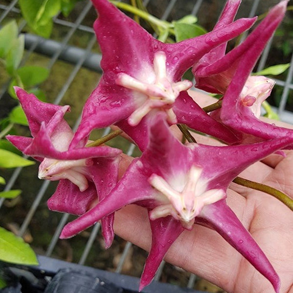 Hoya sp. PNG SV 441 - flori parfumate