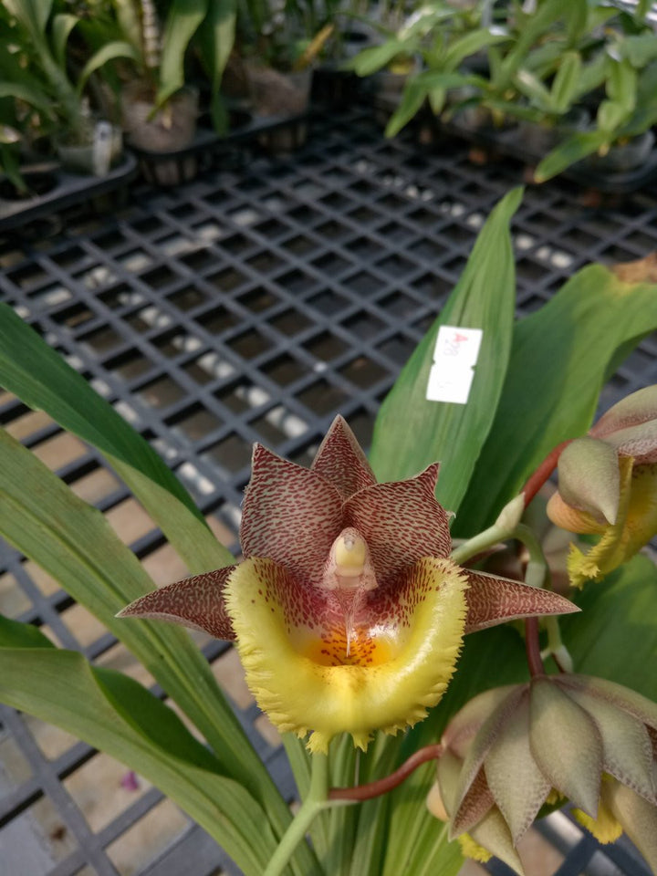 Catasetum Pileabrosum Green 'Green Bat' × fimbriatum