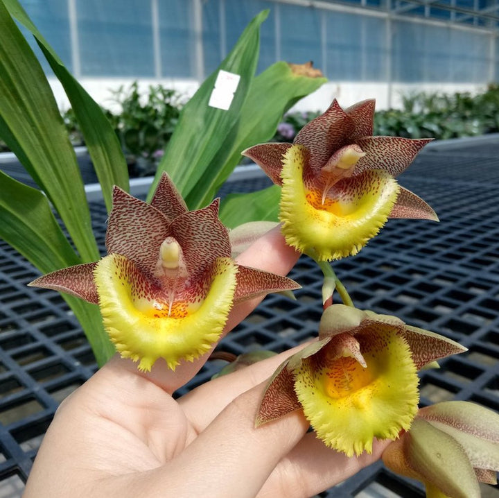 Catasetum Pileabrosum Green 'Green Bat' × fimbriatum