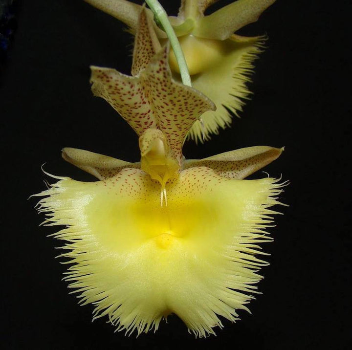 Catasetum pileatum × fimbriatum