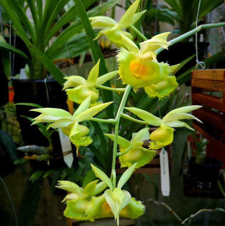 Catasetum pileatum × fimbriatum