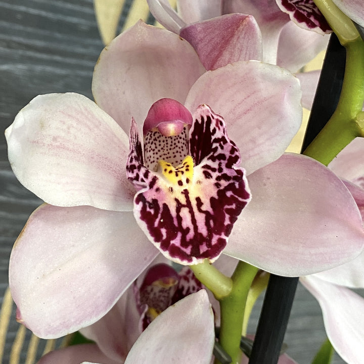 Orhidee Cymbidium alb-roze Shirley