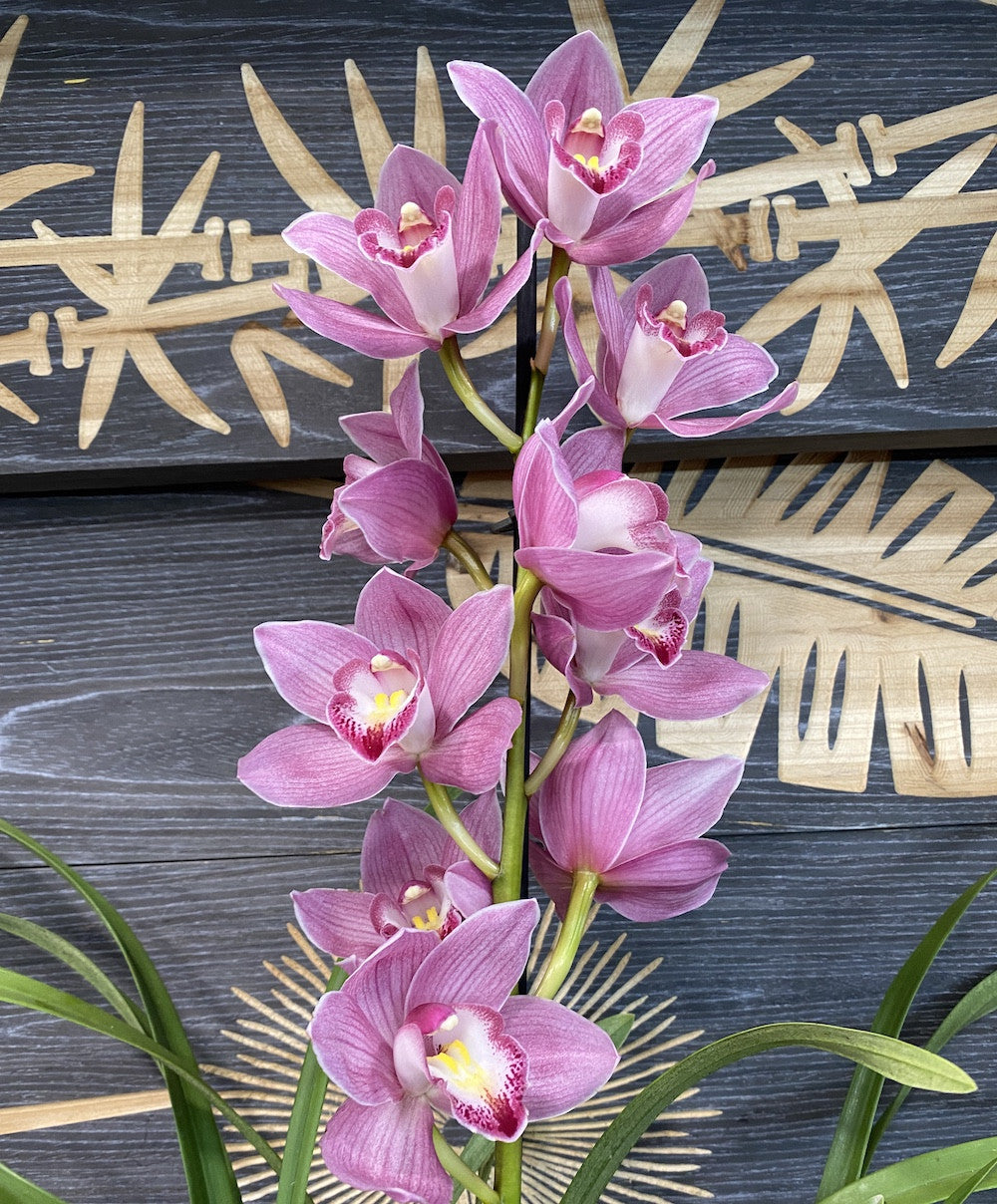 Orhidee Cymbidium roz Cindyflor