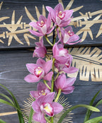 Orhidee Cymbidium roz Cindyflor