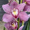 Orhidee Cymbidium roz Cindyflor