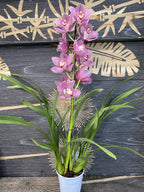 Orhidee Cymbidium roz Cindyflor