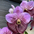 Orhidee Orhidee Vanda Elly Carroll (Two Tone Pink), pret atractiv!