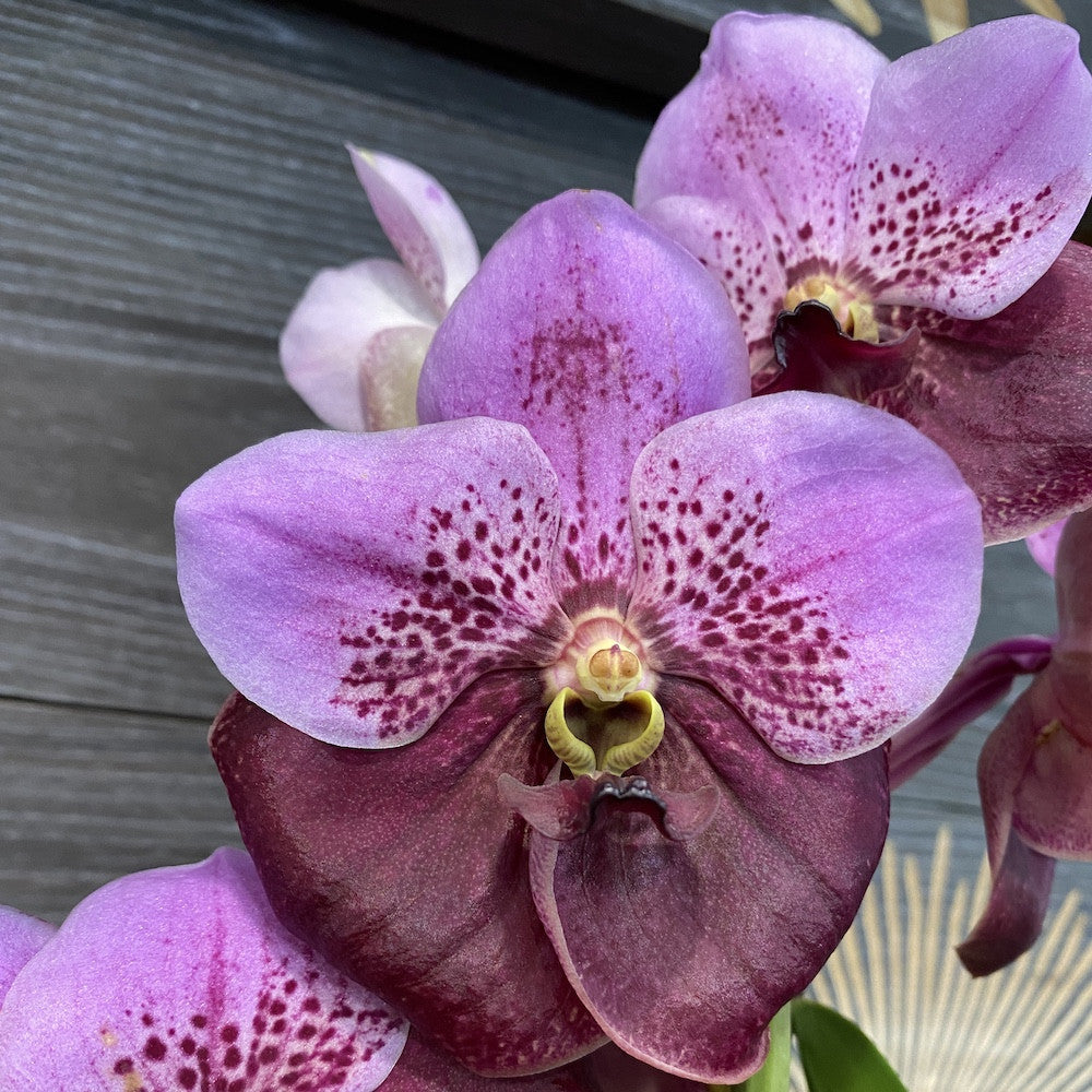 Orhidee Orhidee Vanda Elly Carroll (Two Tone Pink), pret atractiv!