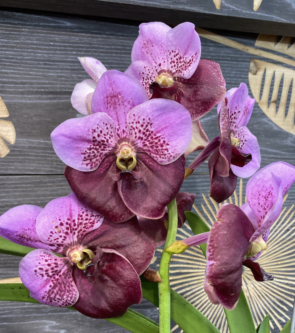 Orhidee Orhidee Vanda Elly Carroll (Two Tone Pink), pret atractiv!