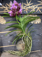 Orhidee Orhidee Vanda Elly Carroll (Two Tone Pink), pret atractiv!