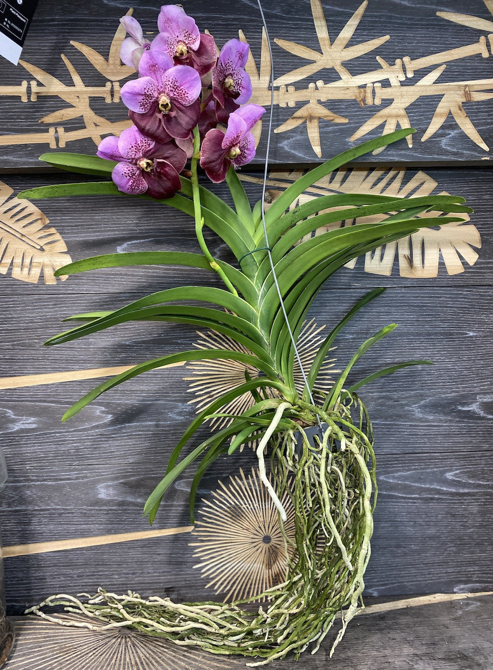 Orhidee Orhidee Vanda Elly Carroll (Two Tone Pink), pret atractiv!