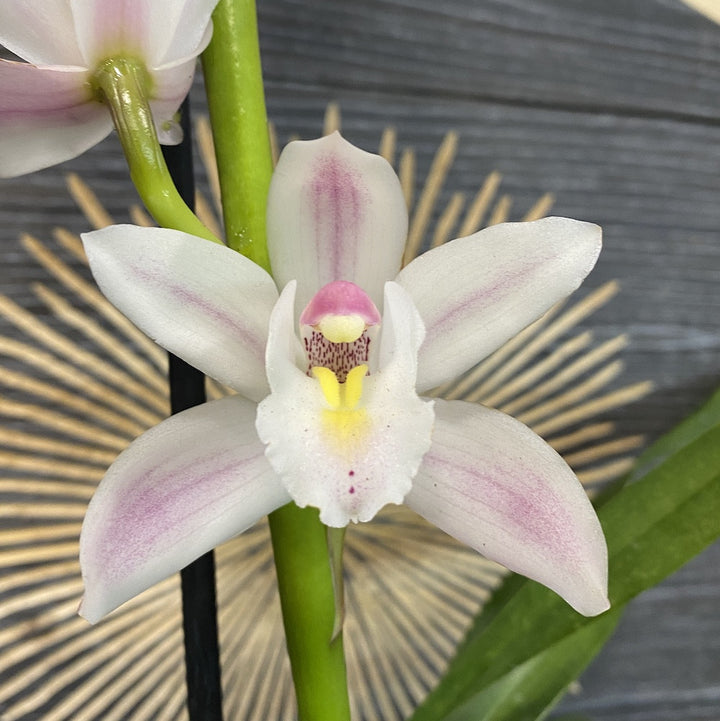 Orhidee Cymbidium alb-roze CYMB94