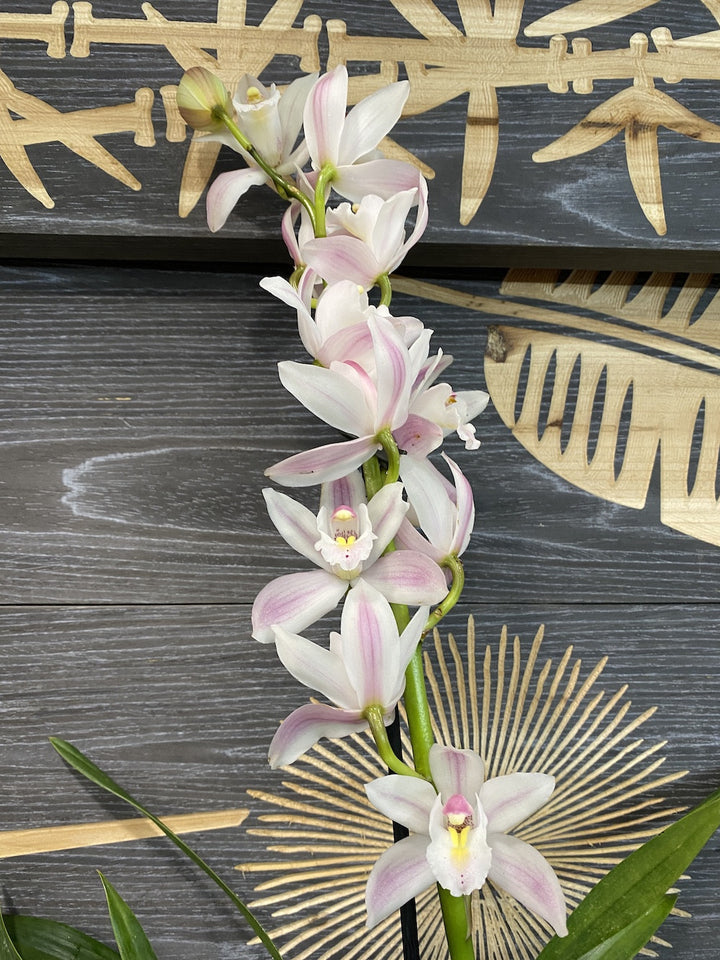 Orhidee Cymbidium alb-roze CYMB94