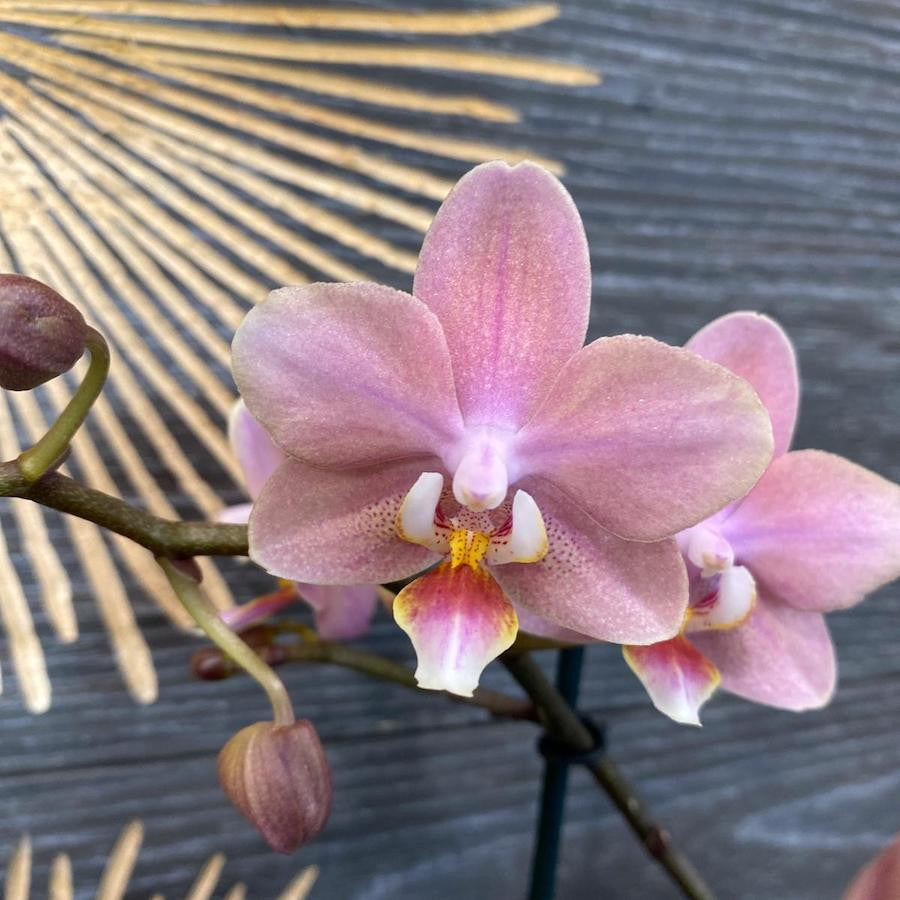 Phalaenopsis Perfíum Odorion