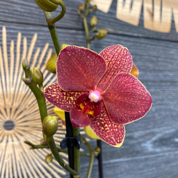 Phalaenopsis Blake Red