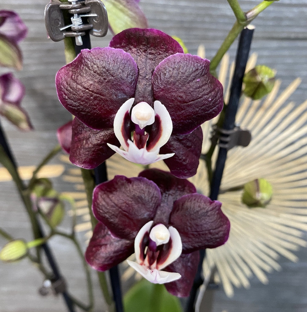 Phalaenopsis Kaoda Twinkle Chocolate Drop (Black Widow) parfumata!