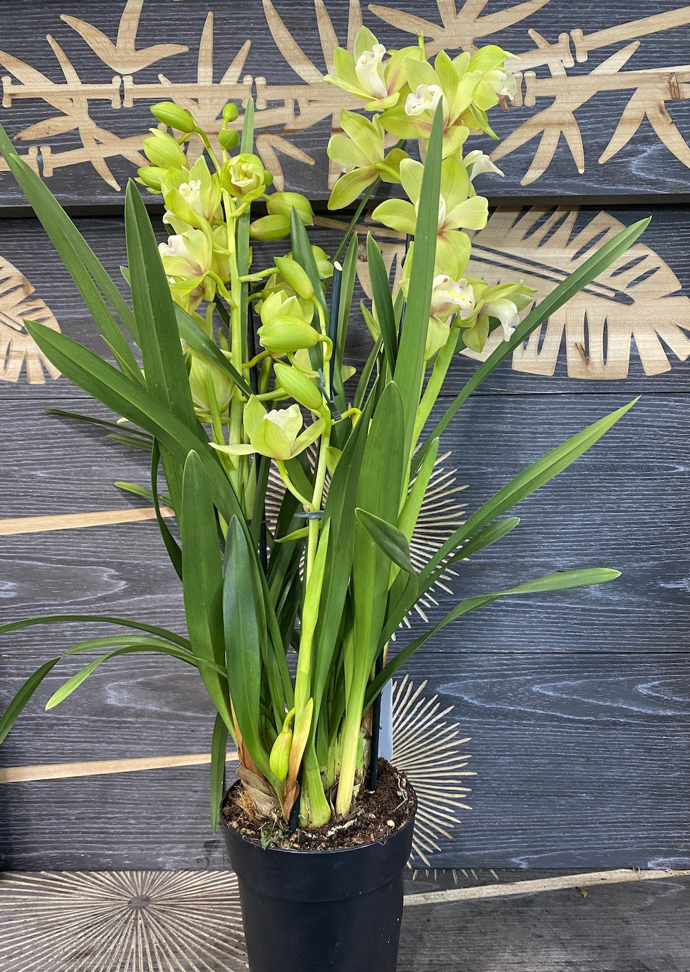 Orhidee Cymbidium verde