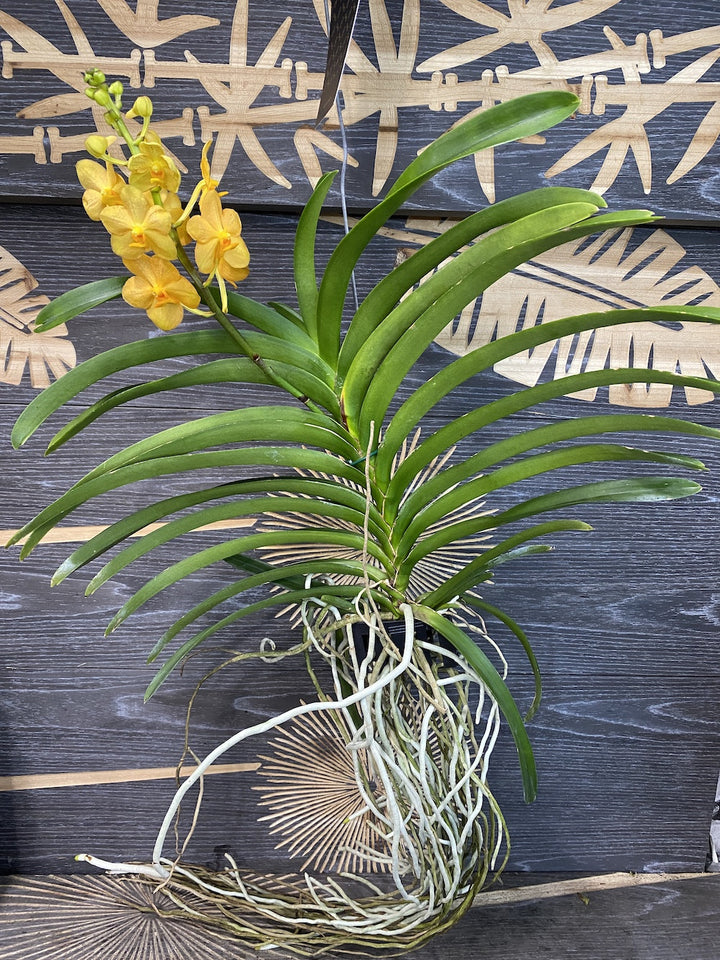 Vanda portocalie Natcha Princess Orange