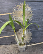 Orhidee Ansellia africana × sib