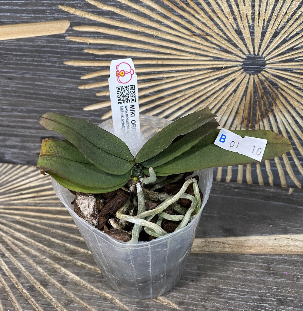 Phalaenopsis lowii × sib