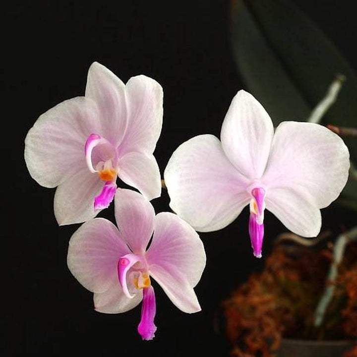 Phalaenopsis lowii × sib