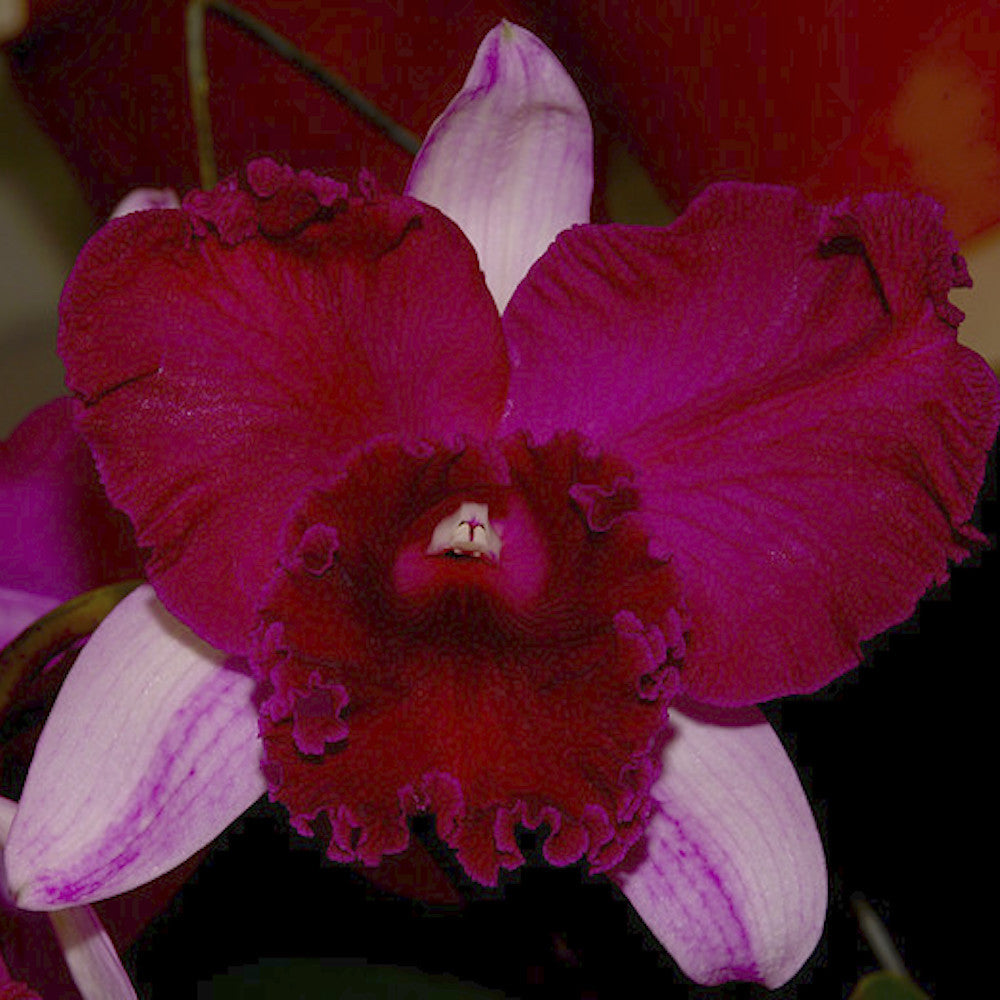 Orhidee Cattleya Empress