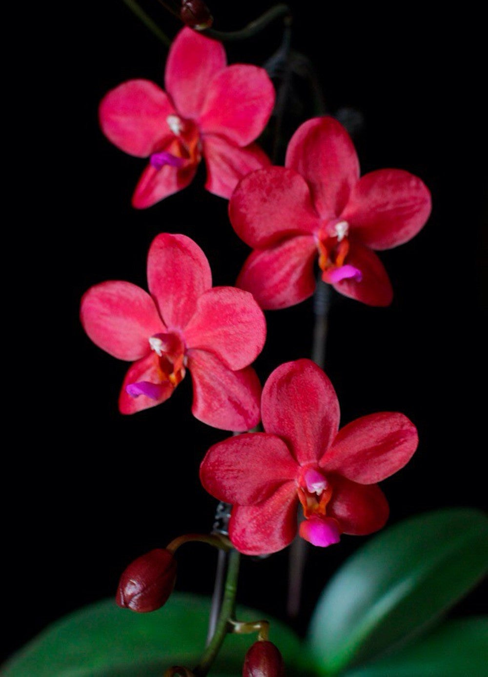 Phalaenopsis Buddha's Treasure