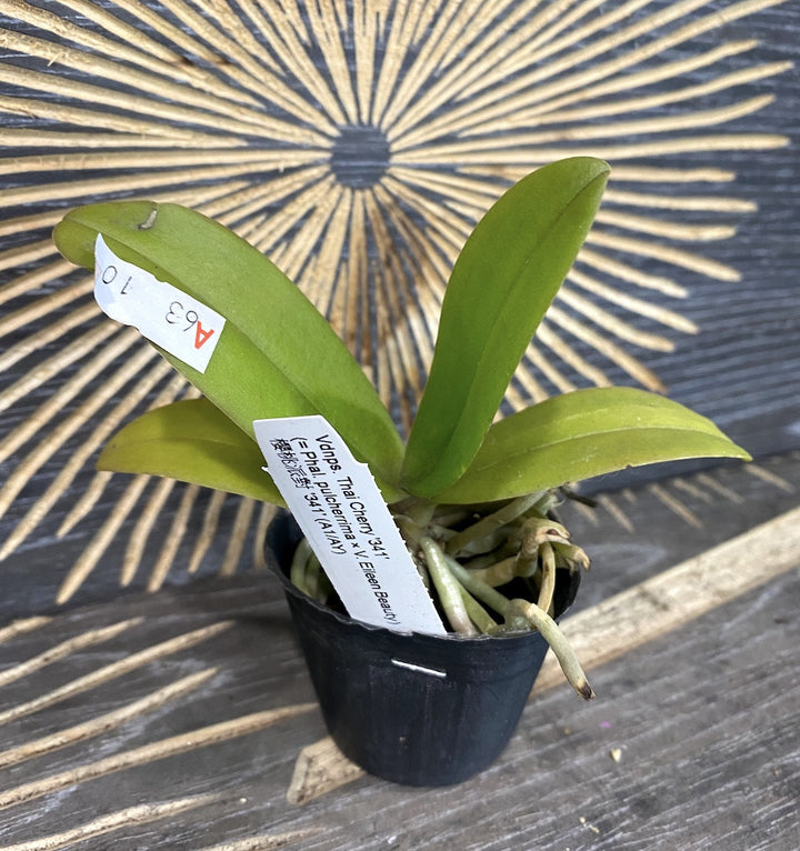 Vandopsis Thai Cherry '341' (Phal. pulcherrima × V. Eileen Beauty)