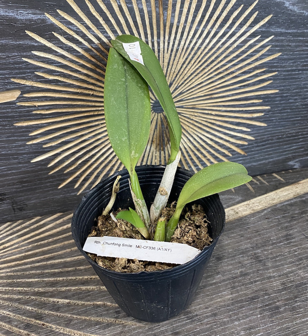 Orhidee Rth. Chunfong Smile MC-CF336 parfumata