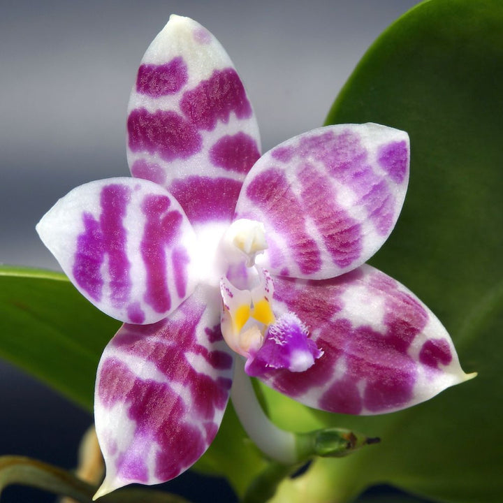 Phalaenopsis KS Super Zebra '84'