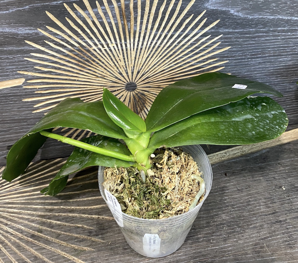 Orhidee Phalaenopsis Tetraspis x Amboinensis (parfumata)