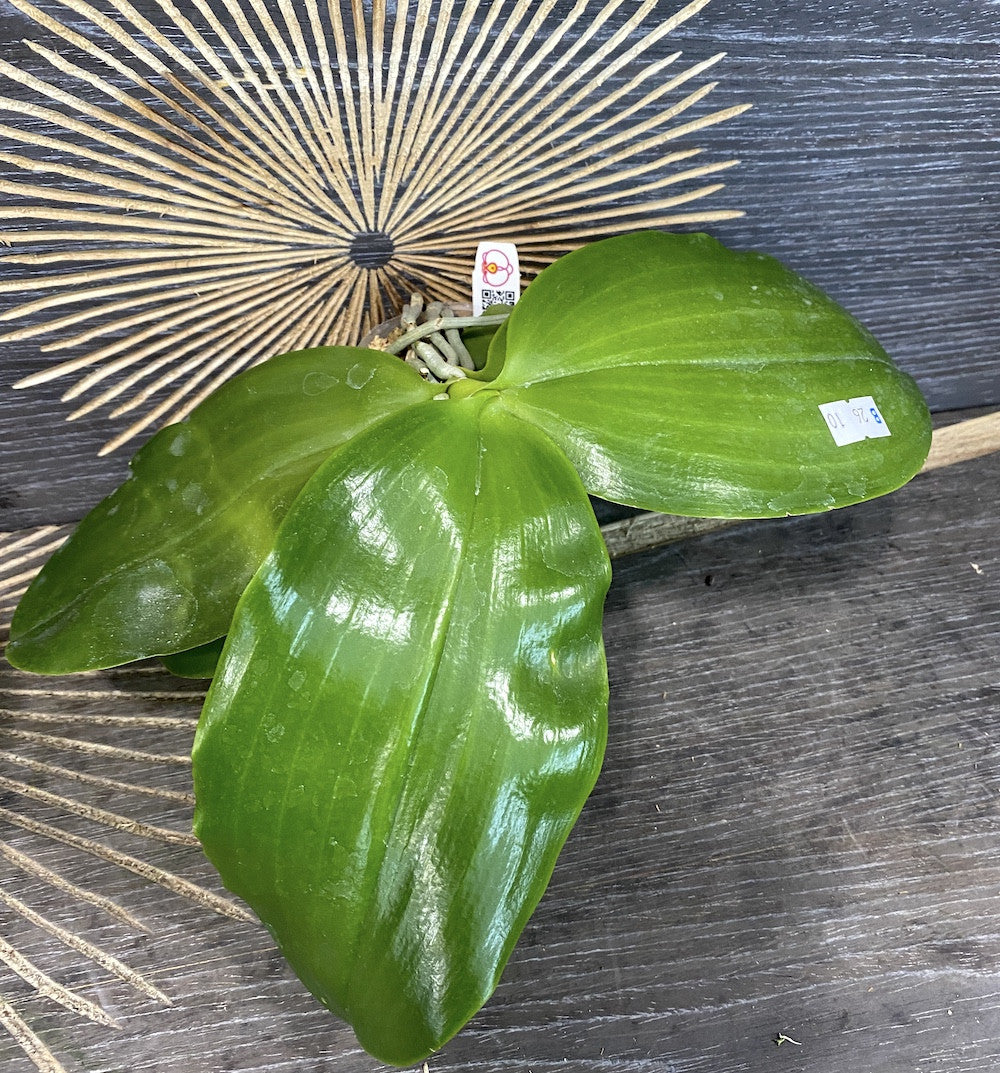 Phalaenopsis LD's Bear Queen