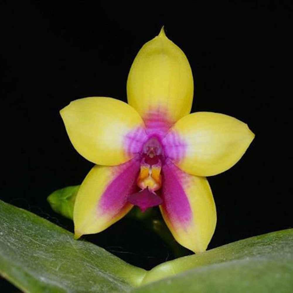 Phalaenopsis LD's Bear Queen