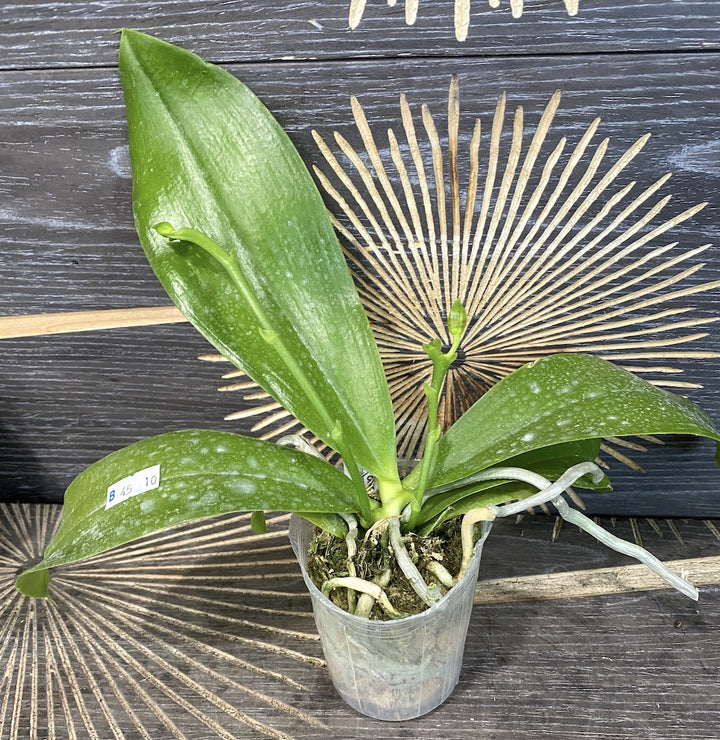 Phalaenopsis Aber Ambo 'Chartreuse'