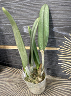 Brassavola (Rlc) glauca × sib