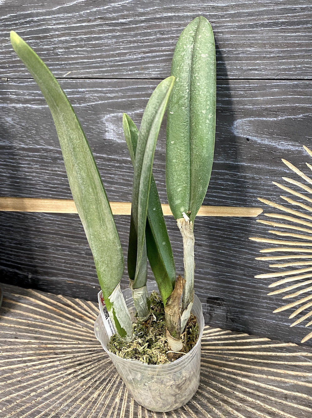 Brassavola (Rlc) glauca × sib
