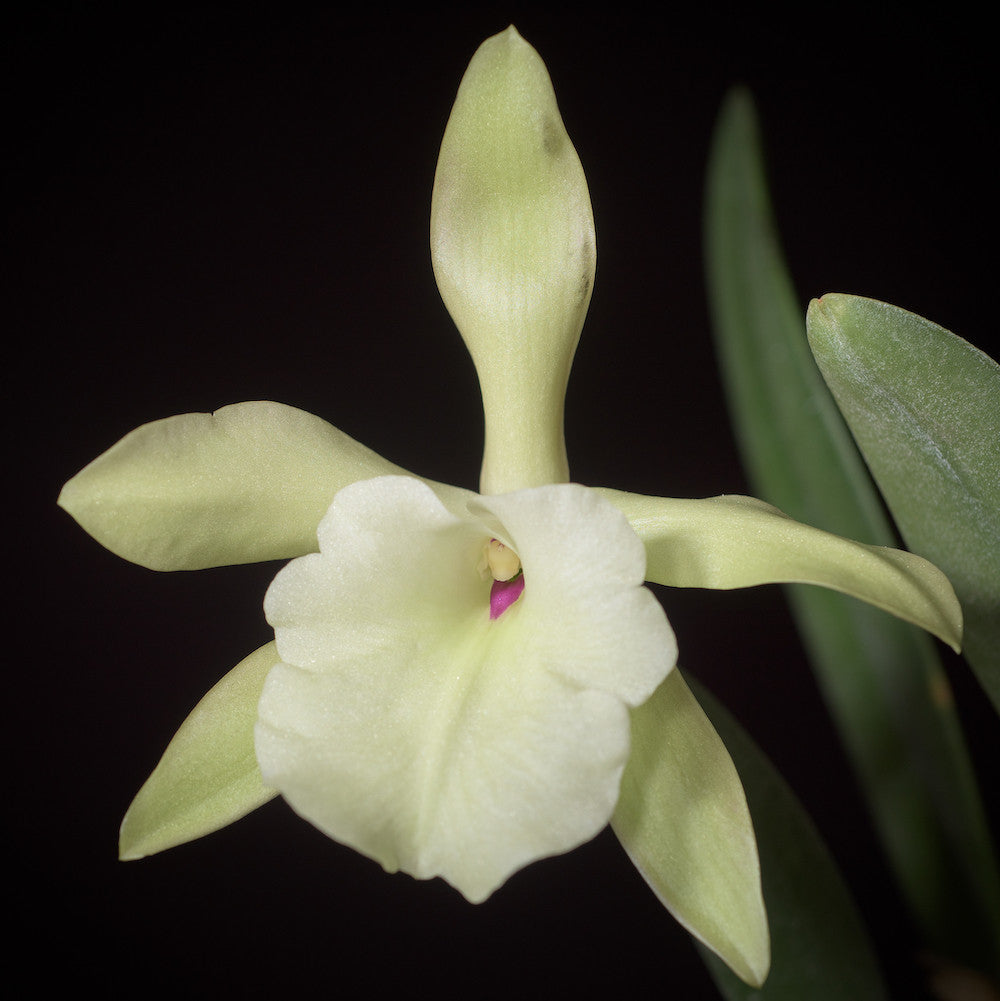 Brassavola (Rlc) glauca × sib