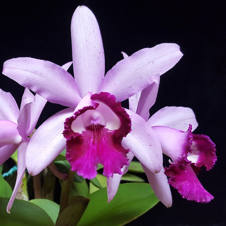 Orhidee Cattleya intermedia var. orlata 'Rio'